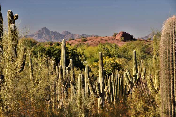 cactus landscape